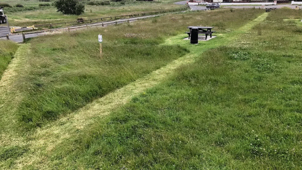 Our Meadow and Wildflower Projects - Image 7