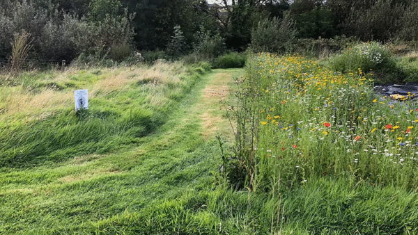 Our Meadow and Wildflower Projects - Image 2