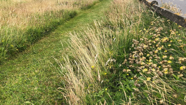 Our Meadow and Wildflower Projects - Image 8