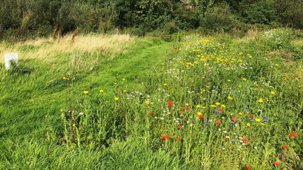 Our Meadow and Wildflower Projects - Image 11