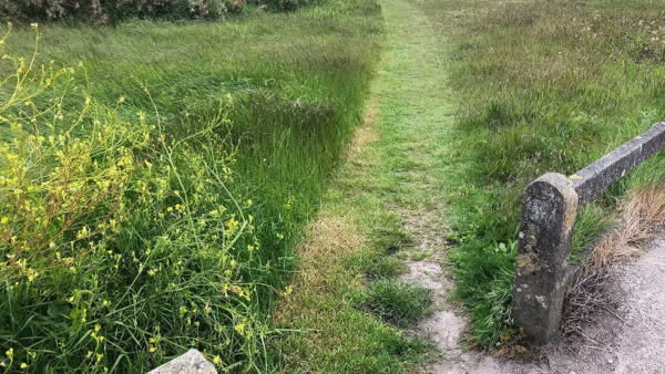 Our Meadow and Wildflower Projects - Image 10